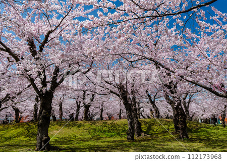 Spectacular springtime Cherry Blossom bloom on a bright, sunny day Spectacular springtime Cherry Blossom bloom on a bright, sunny day 112173968