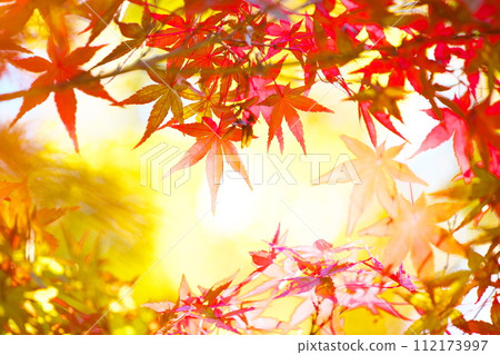 Beautiful autumn leaves blooming in a Japanese garden 112173997