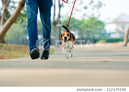 Pets owner and beagle dog walking, running, having fun outdoors in the park. Adorable pet concept Pets owner and beagle dog walking, running, having fun outdoors in the park. Adorable pet concept 112174190