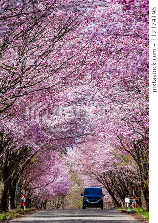 Traffic passing under a Cherry Blossom tunnel Traffic passing under a Cherry Blossom tunnel 112174196