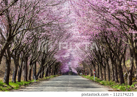 Cherry Blossom tunnel over a rural road Cherry Blossom tunnel over a rural road 112174225