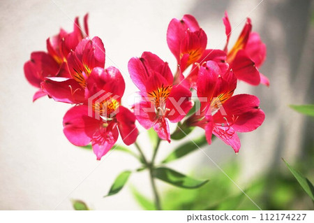 red flowers of astromelia red flowers of astromelia 112174227