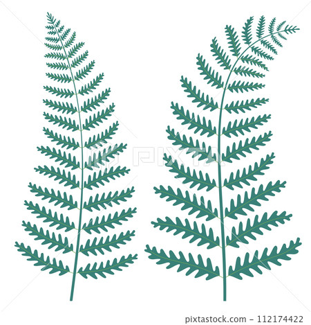 Fern leaves. Isolated on white. Vector illustration. Fern leaves. Isolated on white. Vector illustration. 112174422