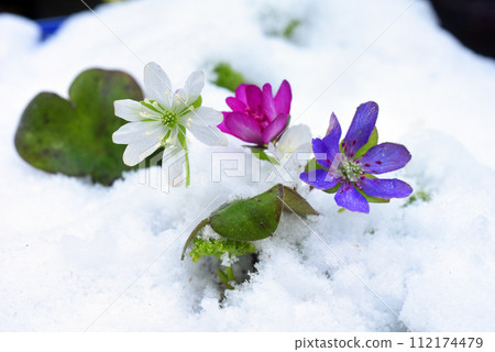 Yukiwarikusa blooming in the snow 112174479