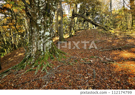 Tanzawa Mountains in autumn leaves, large beech trees on the southeast ridge of Honma no Kashira 112174799