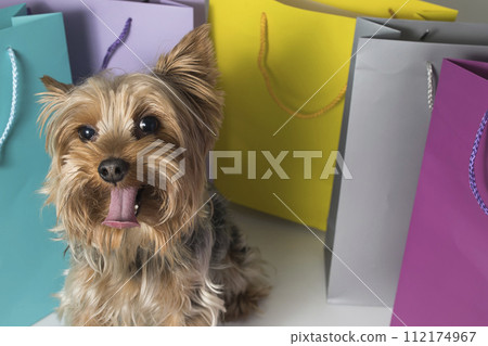 A toy dog breed is playfully sticking its tongue out in front of shopping bags 112174967
