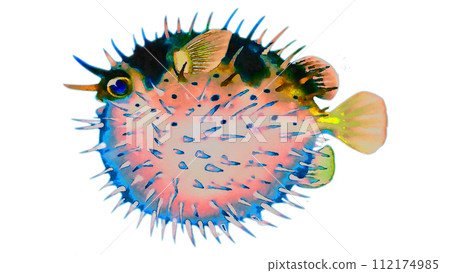 河豚魚 112174985