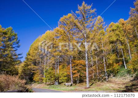 Nagano Prefectural Route 39 Nagawa Nomugi Takane Line Autumn leaves of larch forest Nagano Prefectural Route 39 Nagawa Nomugi Takane Line Autumn leaves of larch forest 112175070