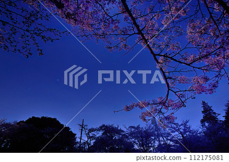 Night cherry blossoms and Orion 112175081