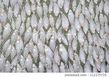 Flatfish drying in the sea breeze Flatfish drying in the sea breeze 112175719