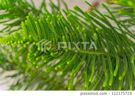 Araucaria heterophylla. Araucaria heterophylla. 112175728