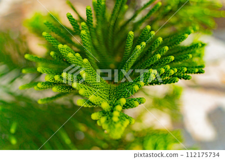 Araucaria heterophylla. Araucaria heterophylla. 112175734