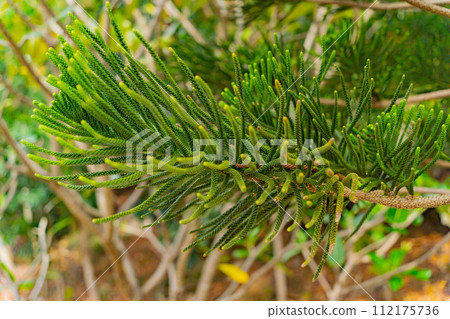 Araucaria heterophylla. Araucaria heterophylla. 112175736