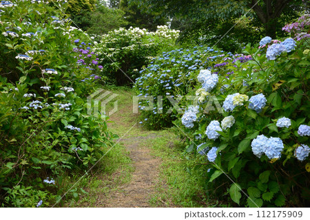 北茨城繡球花林 2023-6-25 #54 北茨城繡球花林 2023-6-25 #54 112175909
