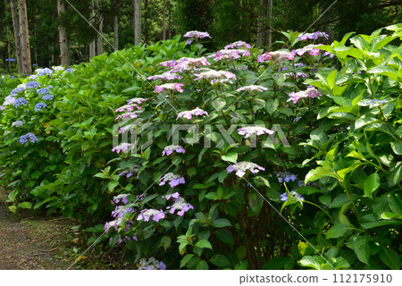 Kitaibaraki Hydrangea Forest 2023-6-25 #55 Kitaibaraki Hydrangea Forest 2023-6-25 #55 112175910