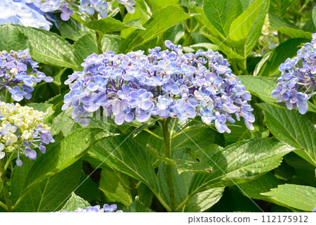 北茨城繡球花林 2023-6-25 #57 北茨城繡球花林 2023-6-25 #57 112175912