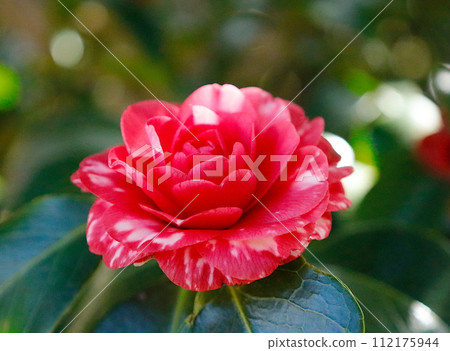 菊藤寺山茶花，有兩種顏色的花瓣 112175944