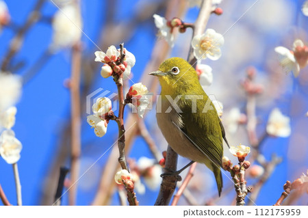 A white-eye moves around in search of the secret of plum blossoms. 112175959