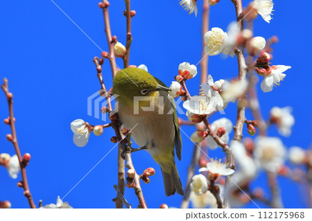 A white-eye moves around in search of the secret of plum blossoms. A white-eye moves around in search of the secret of plum blossoms. 112175968