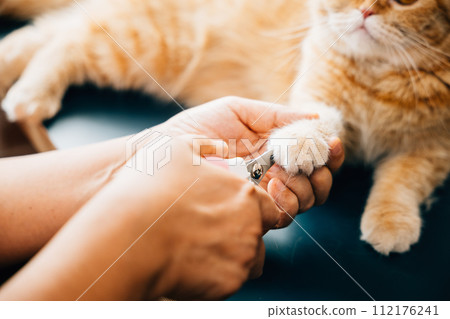 Expert nail trimming for cats by a skilled woman, ensuring the Scottish Fold cat's claws are well-maintained. A close-up view captures the careful approach to pet care, with an emphasis on hygiene. Expert nail trimming for cats by a skilled woman, ensuring the Scottish Fold cat's claws are well-maintained. A close-up view captures the careful approach to pet care, with an emphasis on hygiene. 112176241
