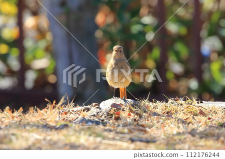 Adorable female Daurian Redstart looking for food 112176244