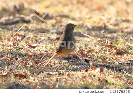 Adorable female Daurian Redstart looking for food 112176258