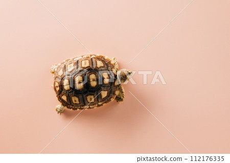 African spurred Sulcata tortoise walking isolated on pink background, desert tortoise 112176335