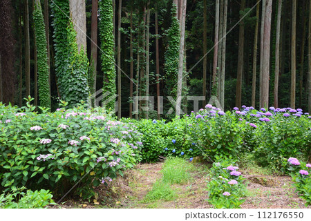 Kitaibaraki Hydrangea Forest 2023-6-25 #66 Kitaibaraki Hydrangea Forest 2023-6-25 #66 112176550