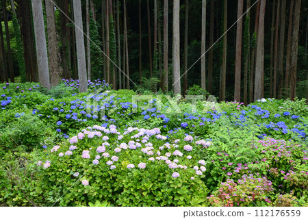 Kitaibaraki Hydrangea Forest 2023-6-25 #70 Kitaibaraki Hydrangea Forest 2023-6-25 #70 112176559