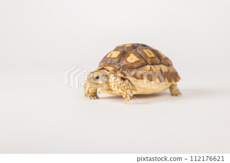 African spurred tortoise, or sulcata tortoise, is showcased in this isolated portrait against a white background. Its unique design and cute features exemplify the beauty of nature. 112176621