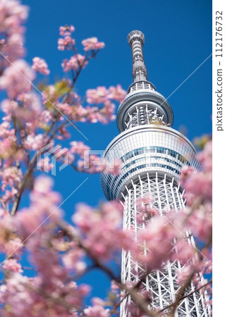 春天的東京晴空塔和河津櫻花 112176732