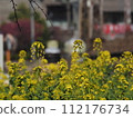Landscape with rape blossoms 112176734