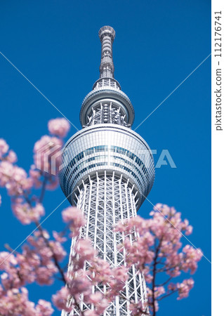 Tokyo Skytree and Kawazu cherry blossoms in spring Tokyo Skytree and Kawazu cherry blossoms in spring 112176741