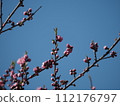 Plum blossoms in the blue sky 112176797