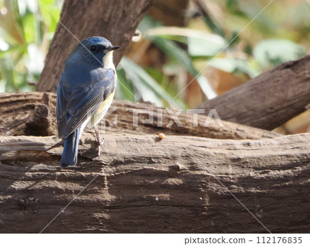 Male of Ruribitaki Male of Ruribitaki 112176835