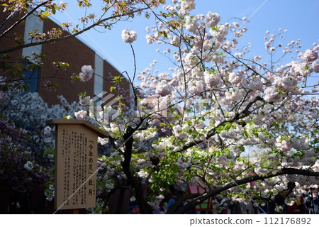 Osaka Mint Cherry Blossom Passage Shogetsu 112176892