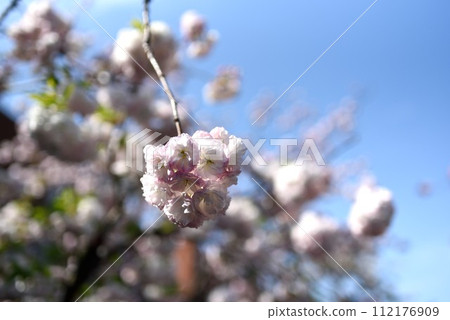 Osaka Mint Cherry Blossom Passage Shogetsu Osaka Mint Cherry Blossom Passage Shogetsu 112176909