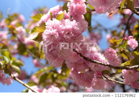 Osaka Mint, cherry blossom passage, cherry blossom enlargement Osaka Mint, cherry blossom passage, cherry blossom enlargement 112176962