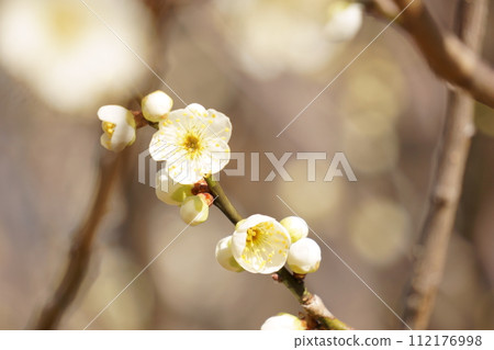 Greenish white plum blossom Shiratamaume 10 112176998