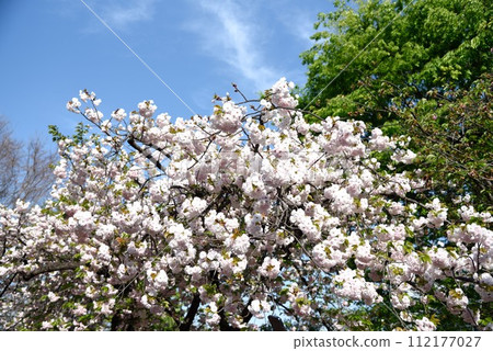 Osaka Mint, cherry blossom passage, cherry blossom enlargement Osaka Mint, cherry blossom passage, cherry blossom enlargement 112177027