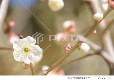 梅林裡盛開的白梅花5 梅林裡盛開的白梅花5 112177029