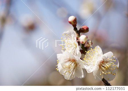 梅林裡盛開的白梅花4 112177031