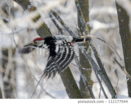 Flying Great Spotted Woodpecker in winter forest. Male Great Spotted Woodpecker in flight in wildlife nature. 112177044