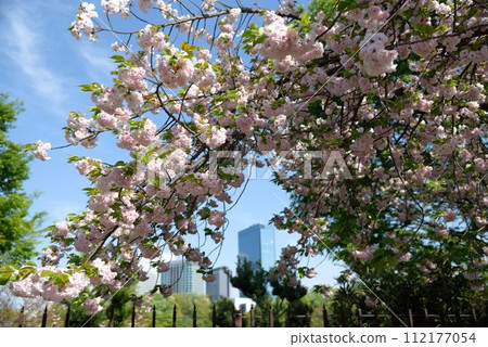 Osaka Mint, cherry blossom passage, cherry blossoms and buildings Osaka Mint, cherry blossom passage, cherry blossoms and buildings 112177054