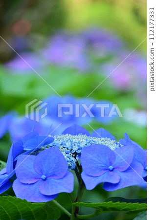 Blue hydrangea 112177331