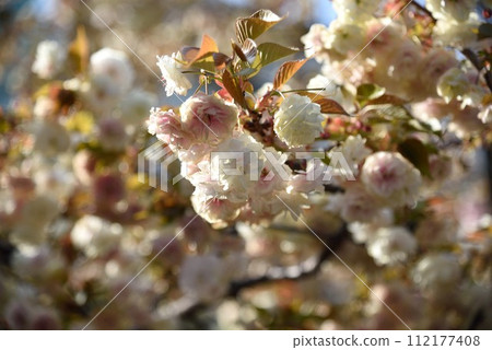 Osaka Mint, cherry blossom passage, cherry blossom enlargement Osaka Mint, cherry blossom passage, cherry blossom enlargement 112177408