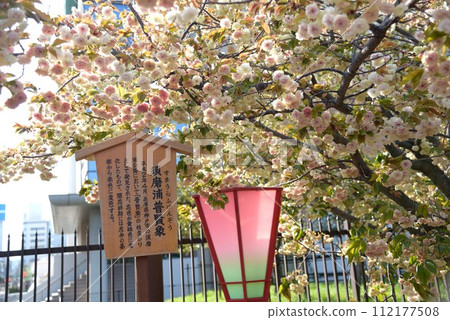 Osaka Mint, Cherry Blossom Passage, Sumaura Fugenzo Osaka Mint, Cherry Blossom Passage, Sumaura Fugenzo 112177508