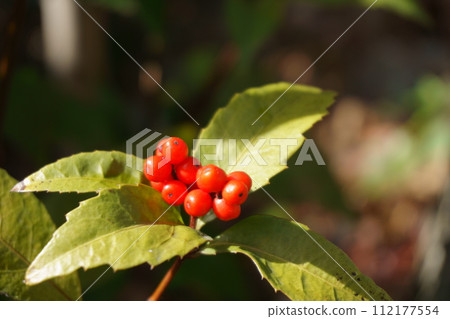 千兩紅果7號 112177554