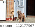 Puppy dog guarding the house is barking 112177567