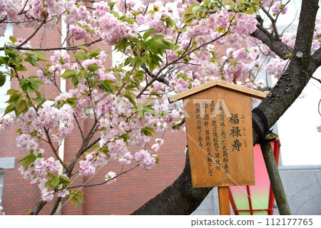 大阪造幣廠櫻花通道福祿壽 112177765